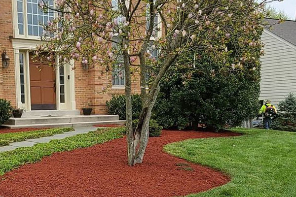 Red mulch installation in front lawn. 
