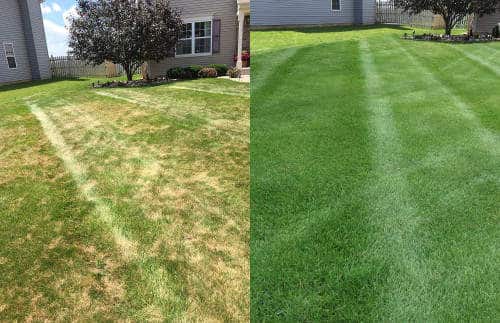 Before and after core aeration and overseeding