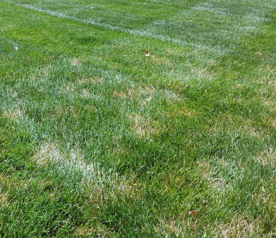 Dollar spot fungus disease