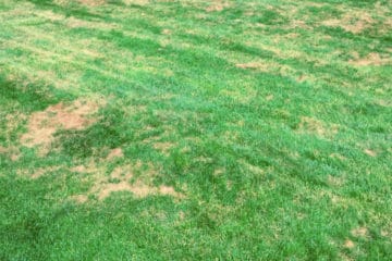 Lawn damage caused by fungus