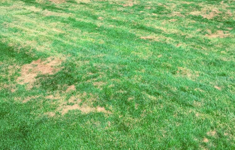 Lawn damage caused by fungus