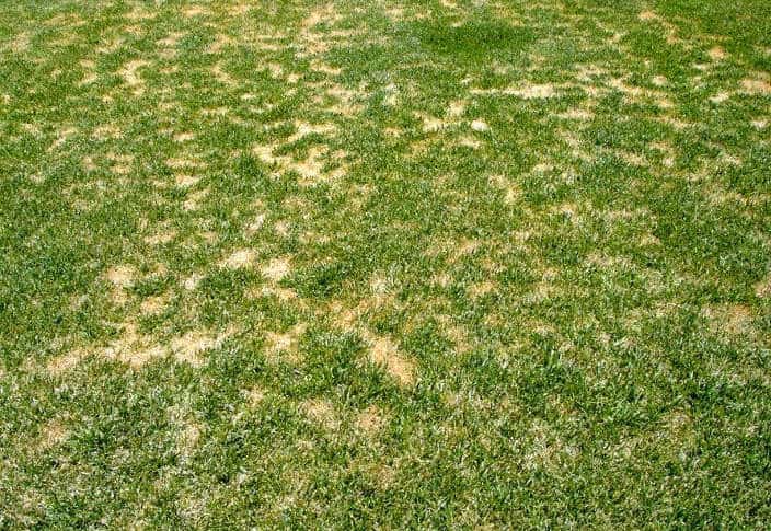 Summer patch lawn disease