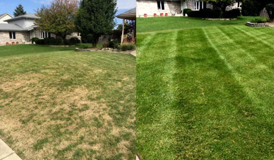 Lawn top dressing with compost - before and after picture