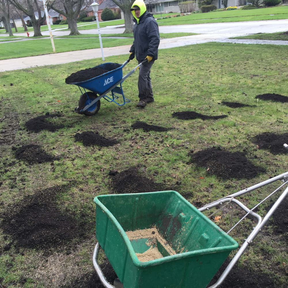 overseeding front lawn