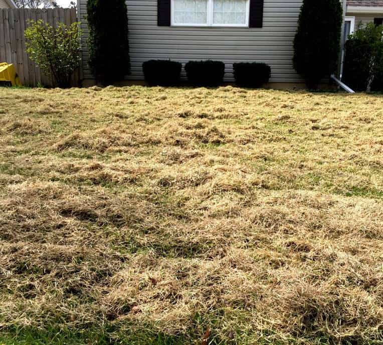Thick layer of lawn thatch