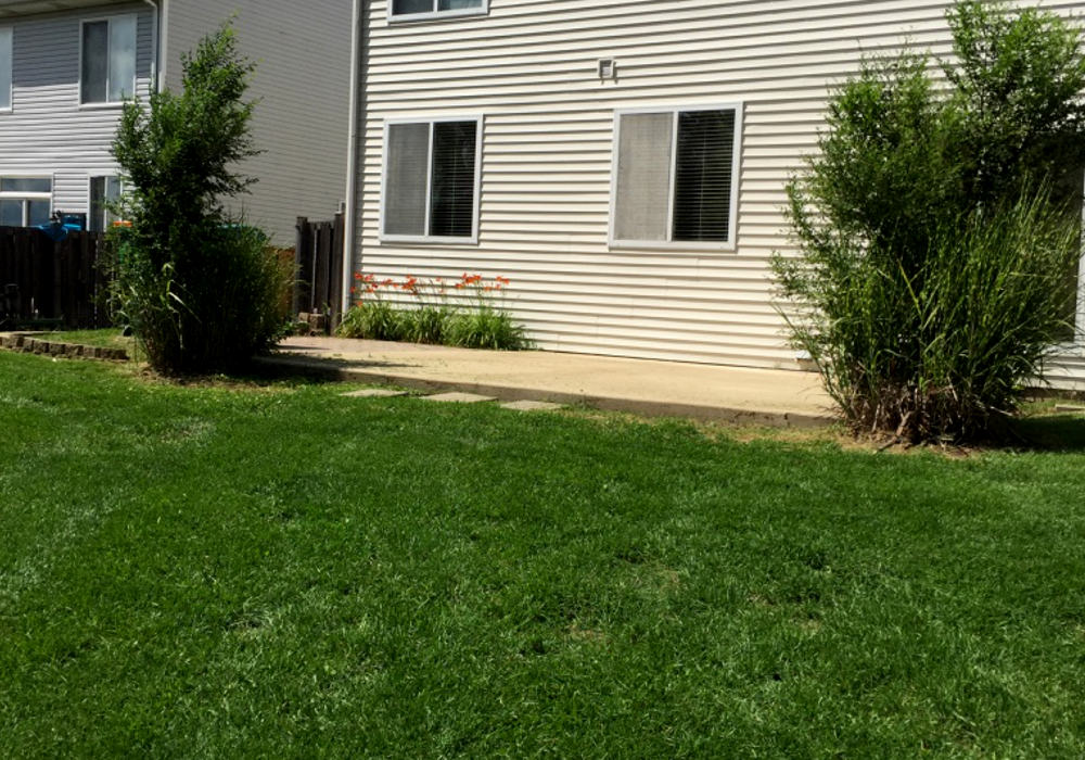 Picture of after lawn services