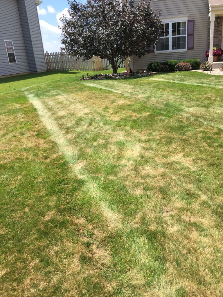 before lawn renovation