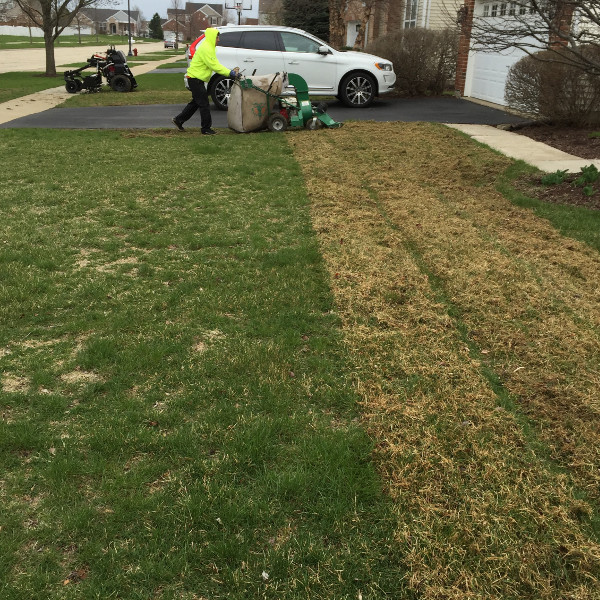 Dethatching service