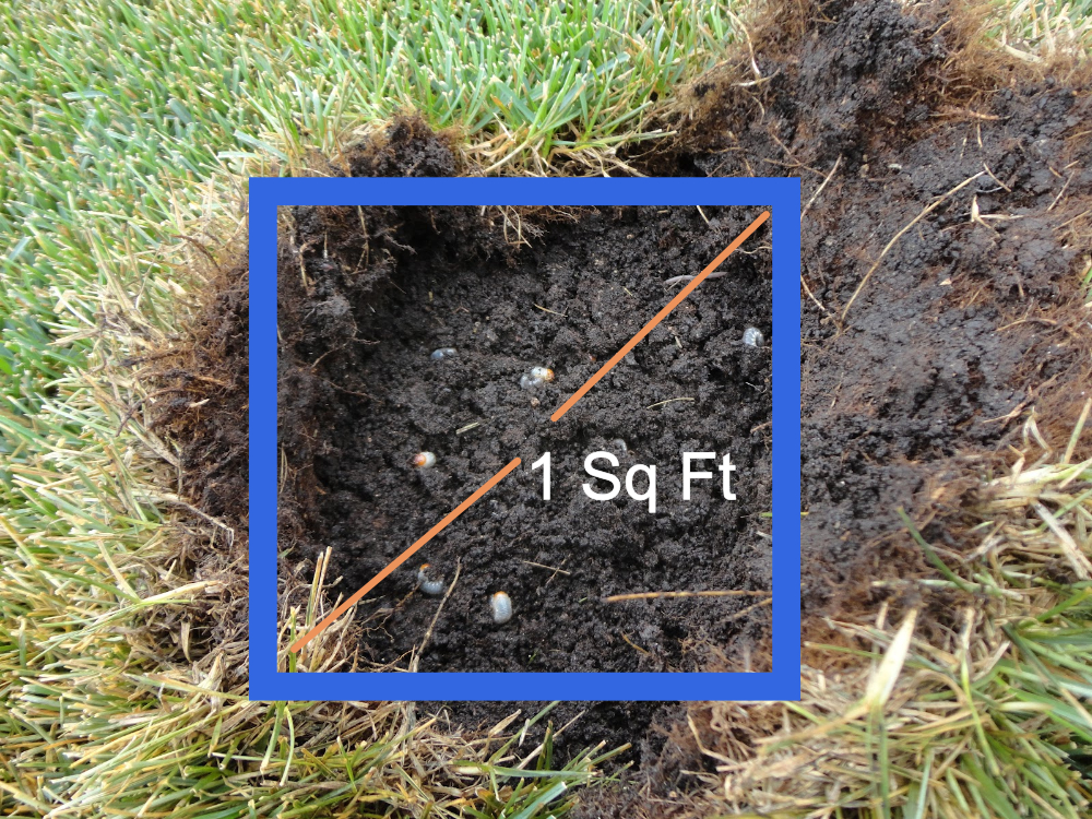 How to test for lawn grubs