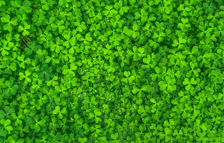 Lawn Micro Clover